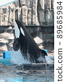 Orca show 89685984