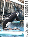 Orca show 89685988