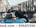 Orca show 89685990