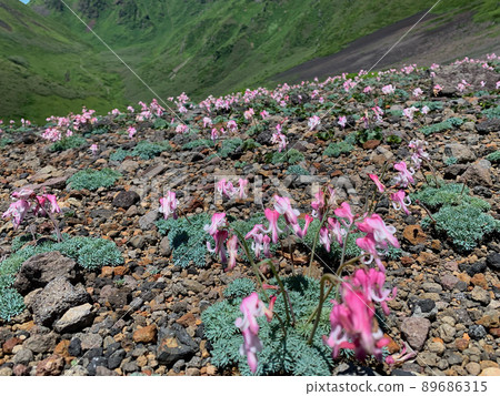 Dicentra peregrina blooming all over 89686315