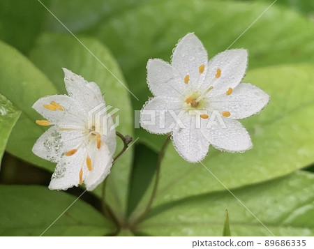 被晨露弄濕的Lysimachia 被晨露弄濕的Lysimachia 89686335