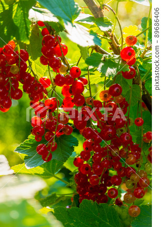 Ripe red currant berries on a branch in the garden. Red currant, currant or ordinary or garden currant Ribes rubrum 89686406