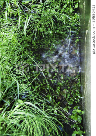 Puddle 89686412