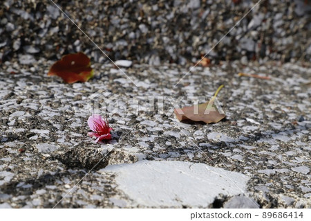 Cherry blossoms scattered on concrete 89686414