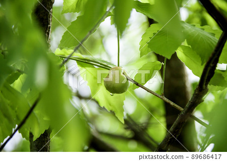 Gall wasp gall made of Quercus serrata Gall wasp gall made of Quercus serrata 89686417