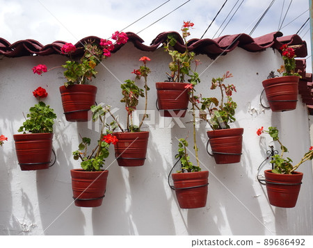 [秘魯] 許多盆栽植物（庫斯科）掛在白牆上 89686492