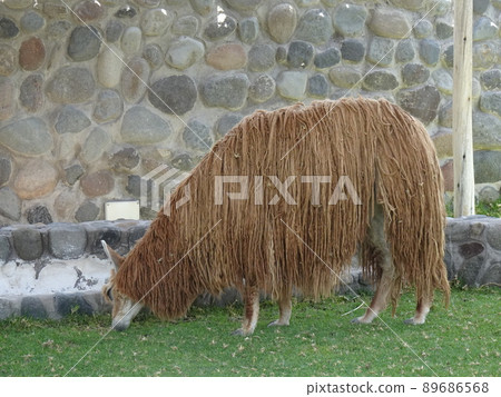 [秘魯] 吃草的棕色羊駝 (Arequipa) 89686568
