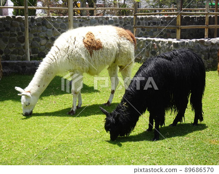 [Peru] Two alpaca eating grass (Arequipa) 89686570