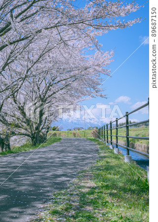 A row of cherry blossom trees in spring [Ikeda-cho, Kitaazumi-gun] 89687150
