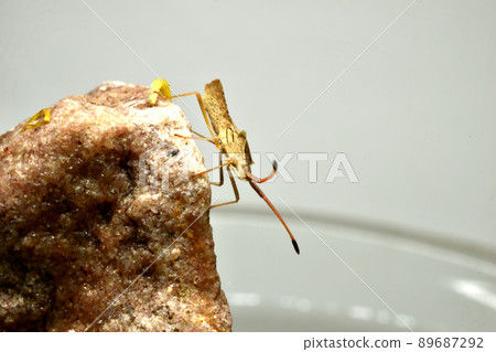 Close-up of a predatory bug sitting on a granite rock. Close-up of a predatory bug sitting on a granite rock. 89687292