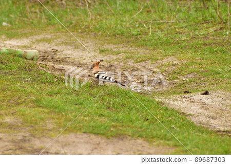 The hoopoe bird walks on the green grass on the lawn. The hoopoe bird walks on the green grass on the lawn. 89687303