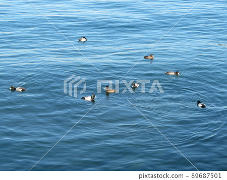 Bird waterside 89687501