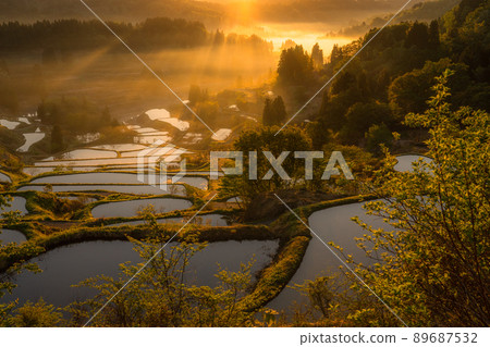 《Niigata Prefecture》 Hoshitoge Rice Terraces / Original scenery of Japan 89687532