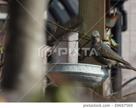 bird  89687560