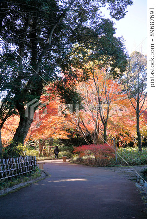 Tokugawaen with beautiful autumn leaves Tokugawaen with beautiful autumn leaves 89687691