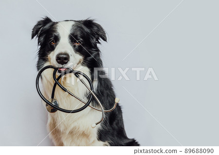 Puppy dog border collie holding stethoscope in mouth isolated on white background. Purebred pet dog on reception at veterinary doctor in vet clinic. Pet health care and animals concept 89688090
