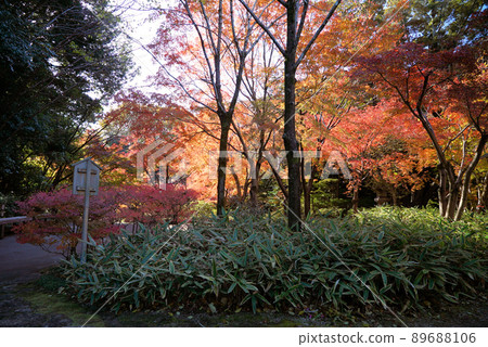 Tokugawaen with beautiful autumn leaves Tokugawaen with beautiful autumn leaves 89688106