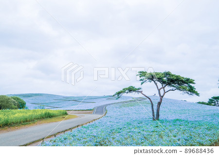 Nemophila field in Hitachinaka City, Ibaraki Prefecture 89688436