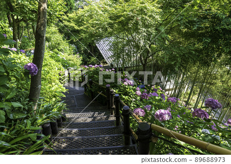 Kazekura and hydrangea overlooking the hydrangea walkway in Hase-dera, Kamakura Kazekura and hydrangea overlooking the hydrangea walkway in Hase-dera, Kamakura 89688973