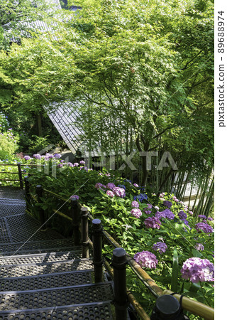 Kazekura and hydrangea overlooking the hydrangea walkway in Hase-dera, Kamakura Kazekura and hydrangea overlooking the hydrangea walkway in Hase-dera, Kamakura 89688974