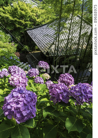 Kazekura and hydrangea overlooking the hydrangea walkway in Hase-dera, Kamakura Kazekura and hydrangea overlooking the hydrangea walkway in Hase-dera, Kamakura 89688975