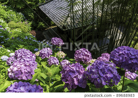 Kazekura and hydrangea overlooking the hydrangea walkway in Hase-dera, Kamakura Kazekura and hydrangea overlooking the hydrangea walkway in Hase-dera, Kamakura 89688983