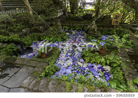 Kamakura / Hasedera Manji Pond and Hydrangea Kamakura / Hasedera Manji Pond and Hydrangea 89688989