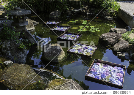Kamakura / Hasedera Free Life Pond and Hydrangea Kamakura / Hasedera Free Life Pond and Hydrangea 89688994
