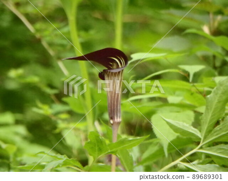 在縣立森林的綠色中盛開的天南星 89689301