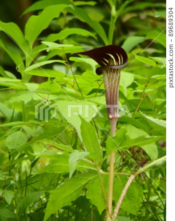 在縣民的森林中盛開的Arisaema serrata的美麗站立圖 在縣民的森林中盛開的Arisaema serrata的美麗站立圖 89689304