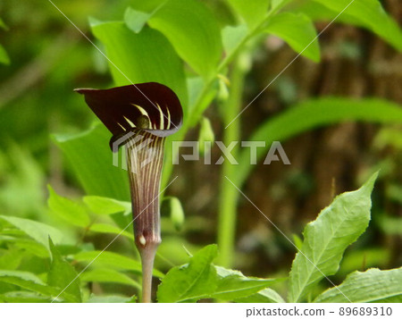 Arisaema serrata blooming in the prefectural forest in early summer Arisaema serrata blooming in the prefectural forest in early summer 89689310