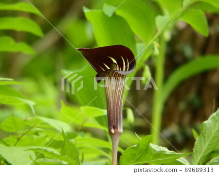 Arisaema serrata standing upright in the green forest of the prefectural forest 89689313