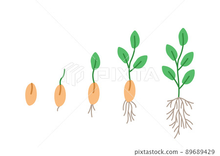 Stages of seed germination, vector illustration of gardening seedlings, doodle style Stages of seed germination, vector illustration of gardening seedlings, doodle style 89689429