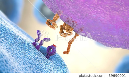 Meeting of B-cell and antigen Meeting of B-cell and antigen 89690001