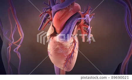 The human heart pumps blood. Heart - Human Heart Anatomy -respiration 89690021