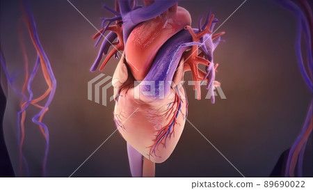 The human heart pumps blood. Heart - Human Heart Anatomy -respiration The human heart pumps blood. Heart - Human Heart Anatomy -respiration 89690022