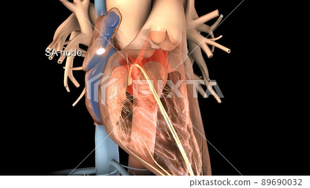 Heart Anatomy AV atrioventricular node For Medical Concept 3D Illustration 89690032