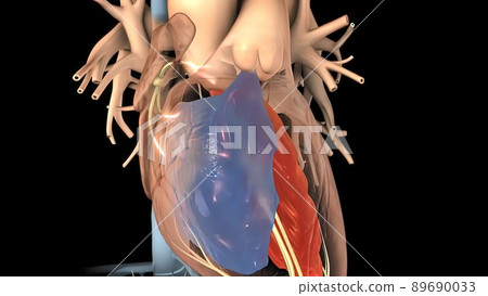 Heart Anatomy AV atrioventricular node For Medical Concept 3D Illustration 89690033