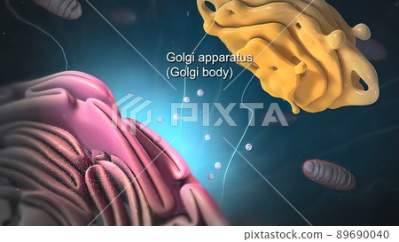 All chromosomal DNA is stored in the cell nucleus 89690040