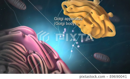 All chromosomal DNA is stored in the cell nucleus All chromosomal DNA is stored in the cell nucleus 89690041