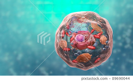 All chromosomal DNA is stored in the cell nucleus 89690044