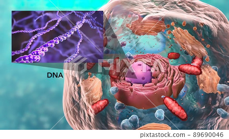 Travel inside the cell showing the mitochondria producing energy. Travel inside the cell showing the mitochondria producing energy. 89690046