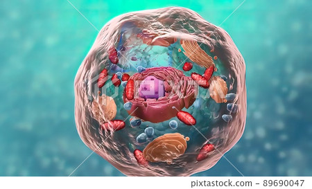 Travel inside the cell showing the mitochondria producing energy. 89690047