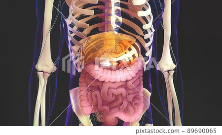 Human Internal Digestive Organ Liver Anatomy Animation Concept 89690065