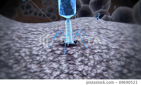 The phage infects a bacterium and inserts its DNA into the bacterial chromosome, 3D illustration The phage infects a bacterium and inserts its DNA into the bacterial chromosome, 3D illustration 89690521