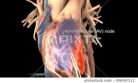 Heart Anatomy AV atrioventricular node For Medical Concept 3D Illustration . Heart Anatomy AV atrioventricular node For Medical Concept 3D Illustration . 89690522