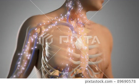 Animated Illustration on Male Human Model. Body Energy System Animated Illustration on Male Human Model. Body Energy System 89690578