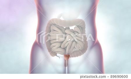 Human Digestive System Anatomy 3D illustration 89690600