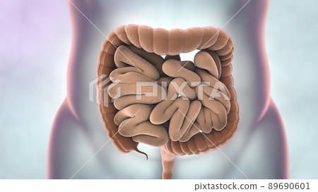 Human Digestive System Anatomy 3D illustration 89690601
