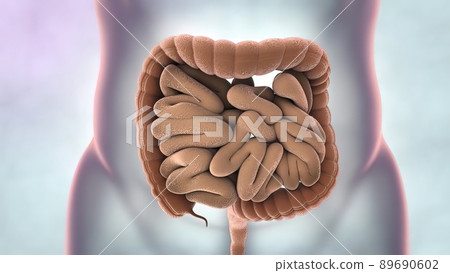 Human Digestive System Anatomy 3D illustration 89690602